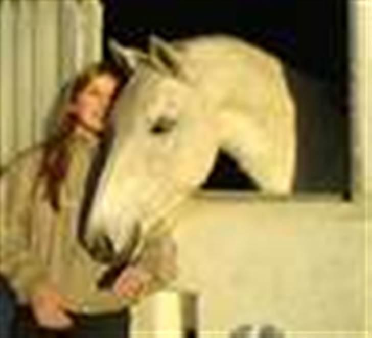 Lipizzaner oma billede 5