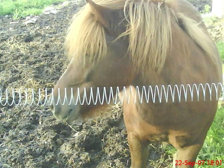 Shetlænder Tarzan - aflivet billede 16