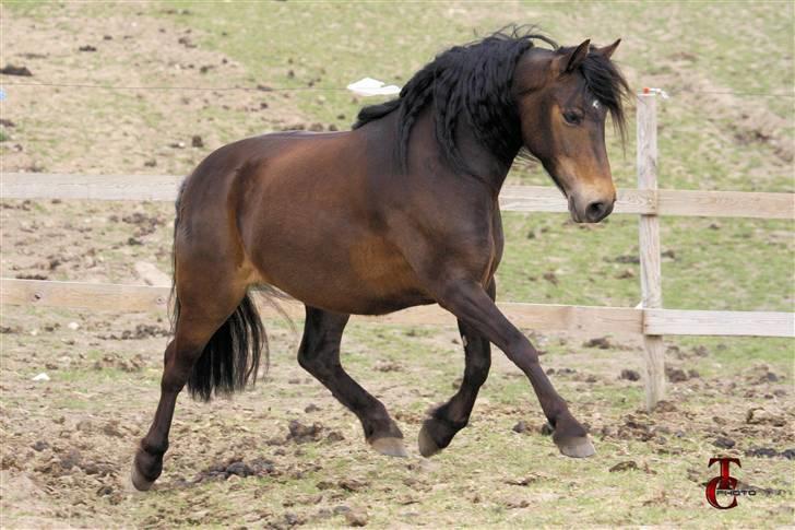 Anden særlig race Nala * Min søsters* - Taget af www.Trine-christensen.dk billede 20