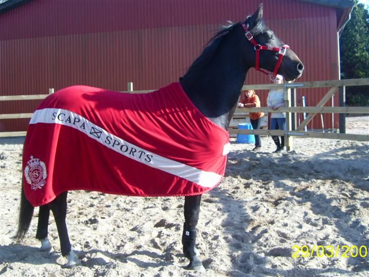 Anden særlig race Flik Flak *SOLGT* billede 2