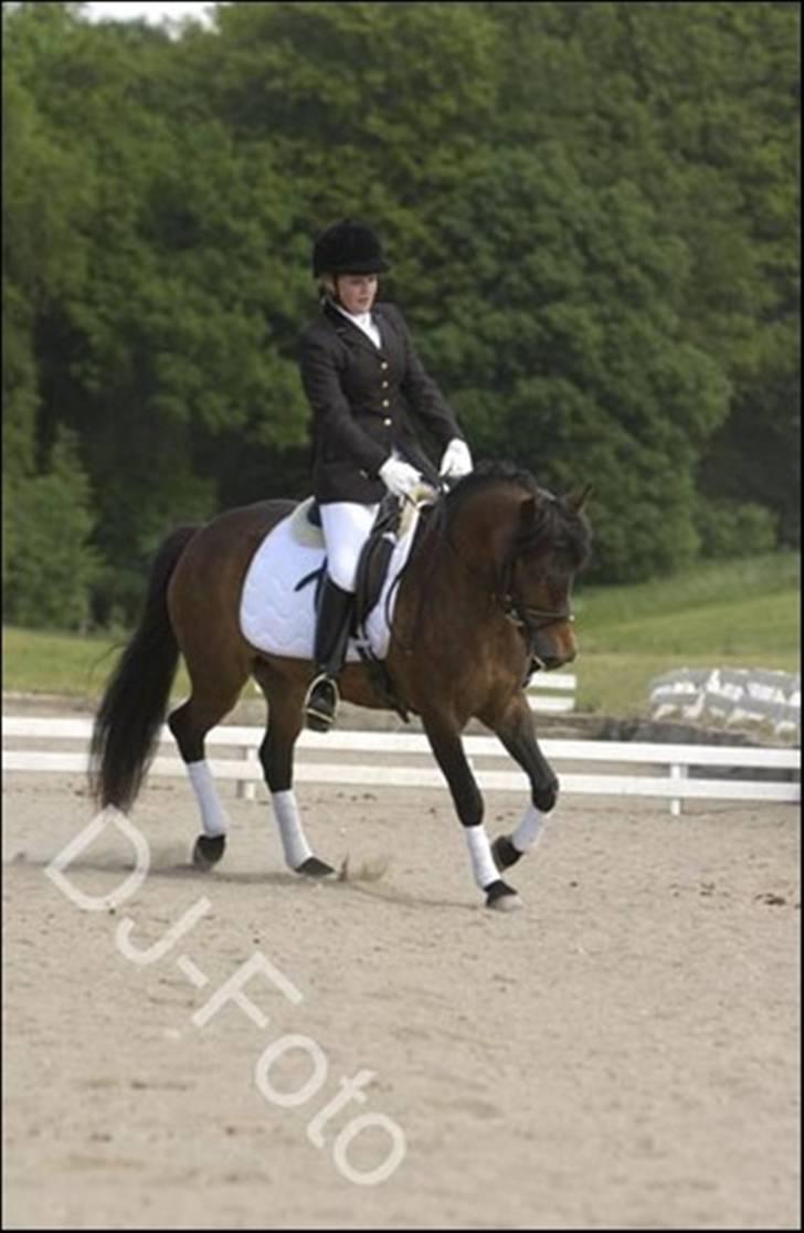 New Forest Horsemosens Minka Maytime billede 1