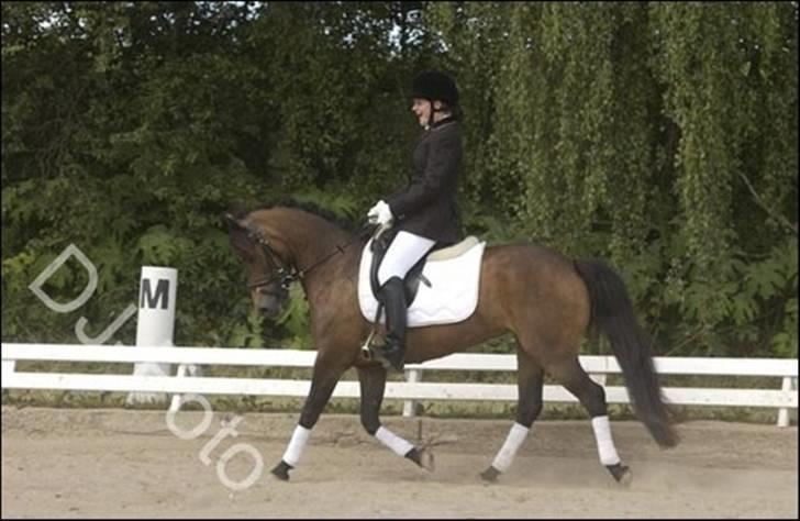 New Forest Horsemosens Minka Maytime billede 2