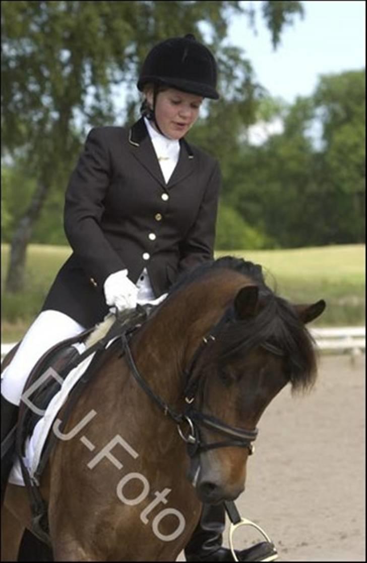 New Forest Horsemosens Minka Maytime billede 3