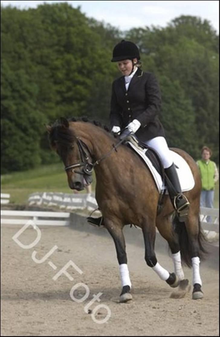 New Forest Horsemosens Minka Maytime billede 4