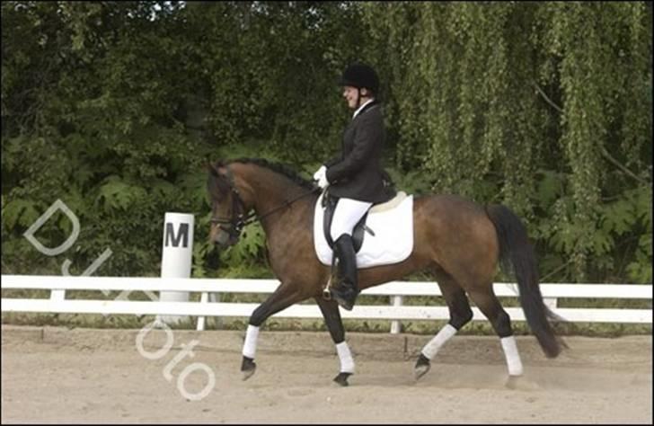 New Forest Horsemosens Minka Maytime billede 5