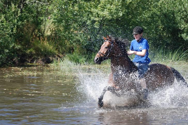 Hollandsk Sportspony Patty  RIP - 9# Vi er i Ikast vi galloperer i deres sø... billede 9
