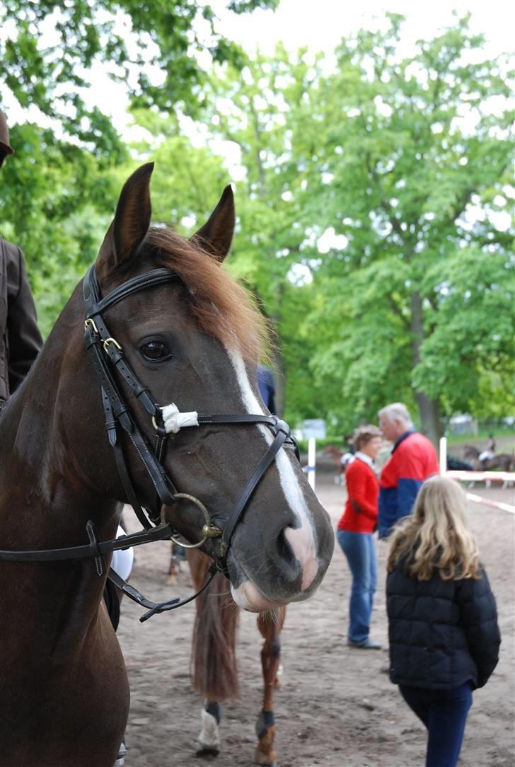 Anden særlig race Stella *aflivet* - Her er den smukke pony billede 10