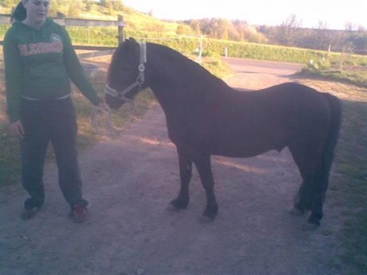 Anden særlig race Vennerslyst Jokke *Solgt* billede 9