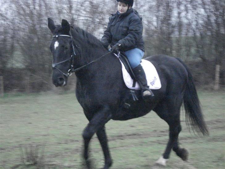 Oldenborg Spirit*RIP* - Første ridning billede 2