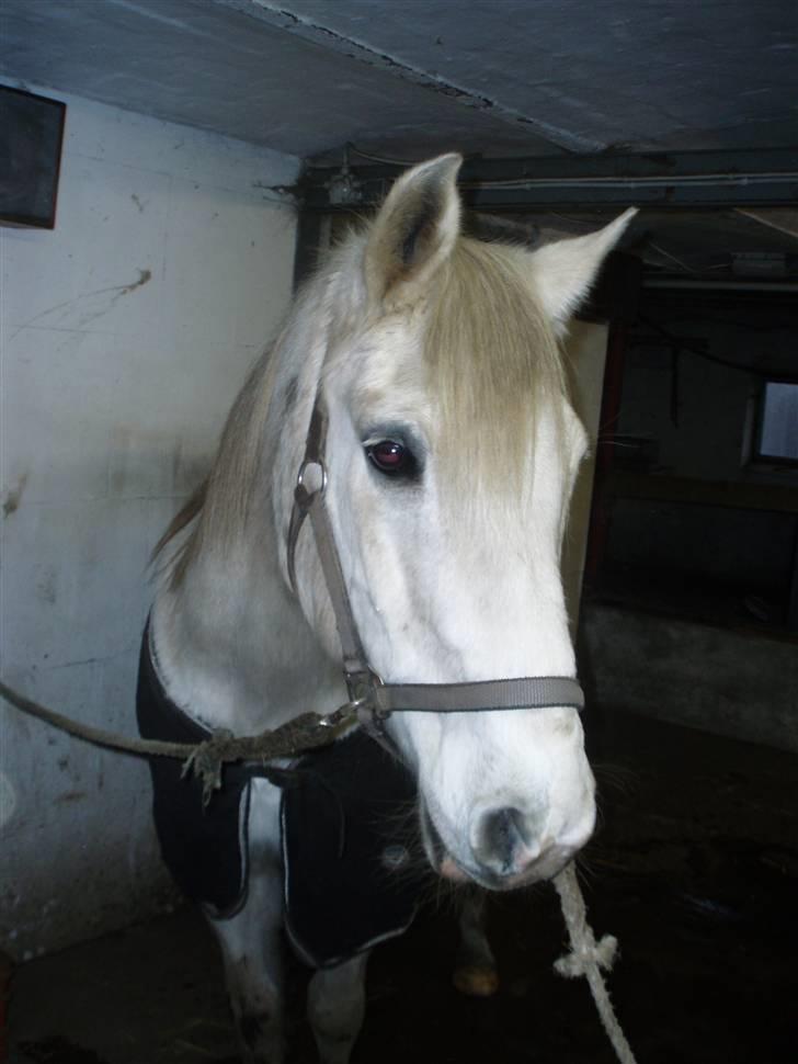 Anden særlig race White Power - Savnet !! billede 12