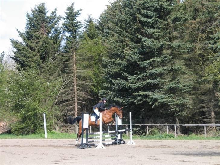 Dansk Varmblod Vestergaardens Limone  - RIP <3 billede 15