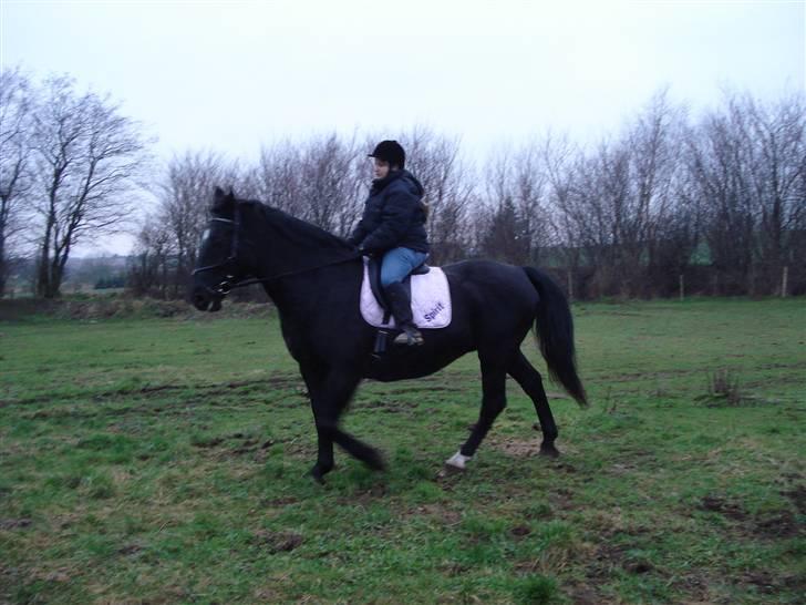 Oldenborg Spirit*RIP* - Første ridning billede 3