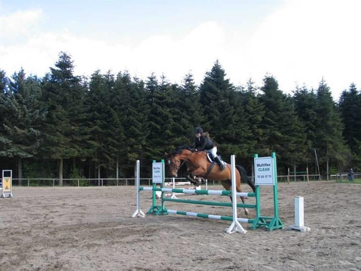 Dansk Varmblod Vestergaardens Limone  - RIP <3 billede 17