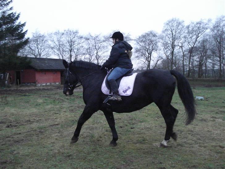 Oldenborg Spirit*RIP* - Første ridning billede 5