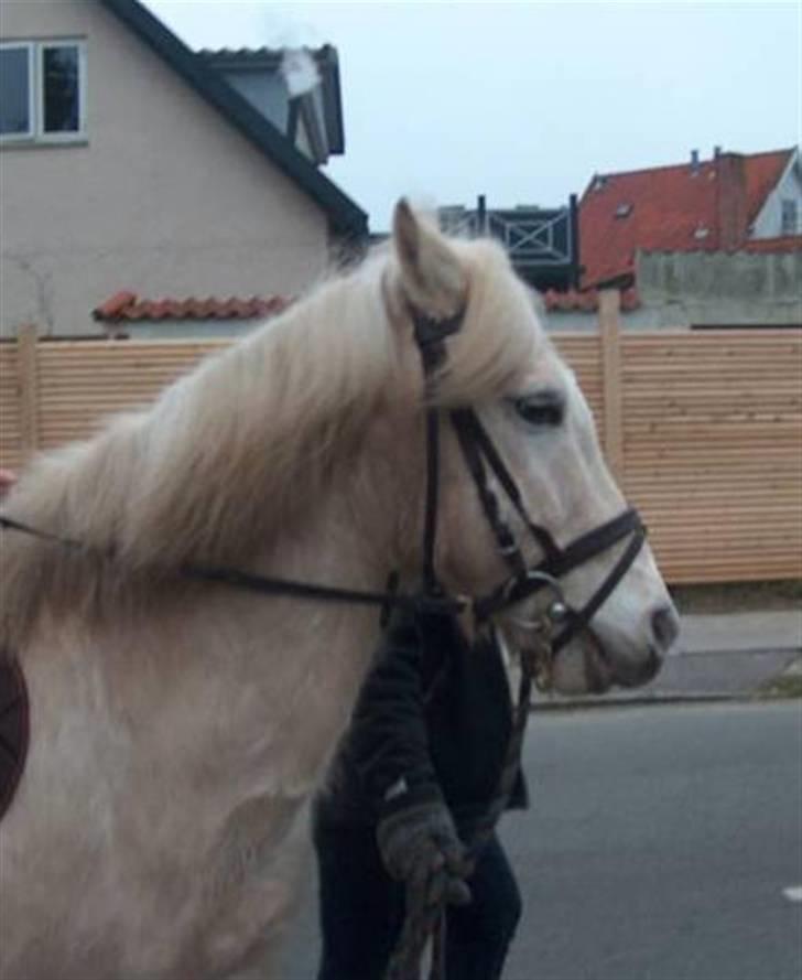 Anden særlig race Oswald billede 1