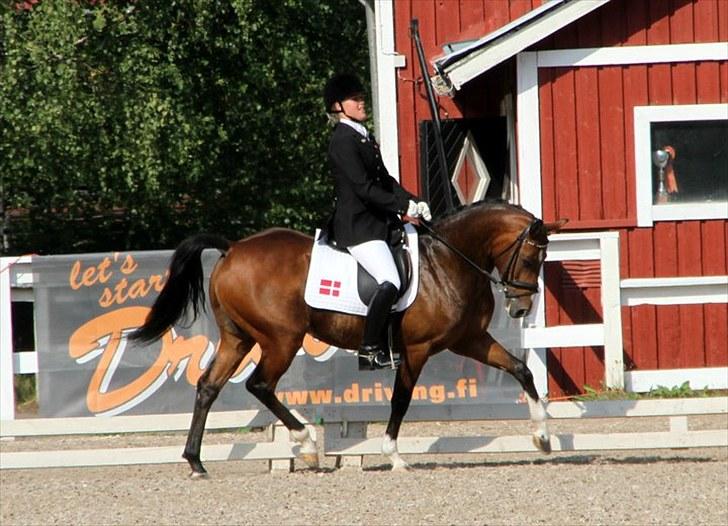 DSP Toftegårdens Alcazar A-po - Nordisk 2010 billede 8