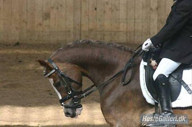 Welsh Pony (sec B) Den deel,s romeo - billede 1 billede 1