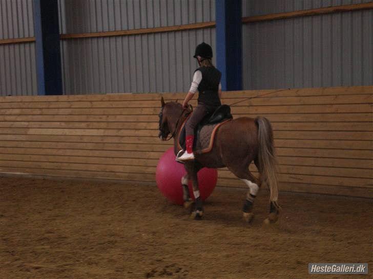 Welsh Pony (sec B) Den deel,s romeo - billede 2 billede 2