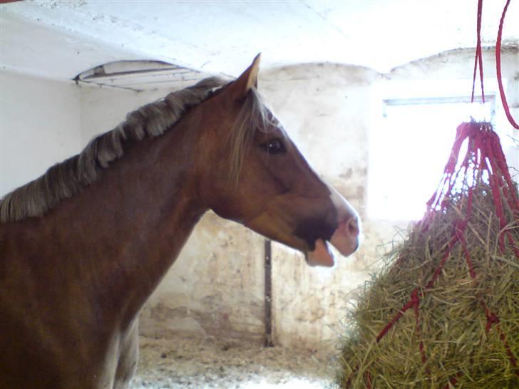 Welsh Pony (sec B) Den deel,s romeo - billede 3 billede 3