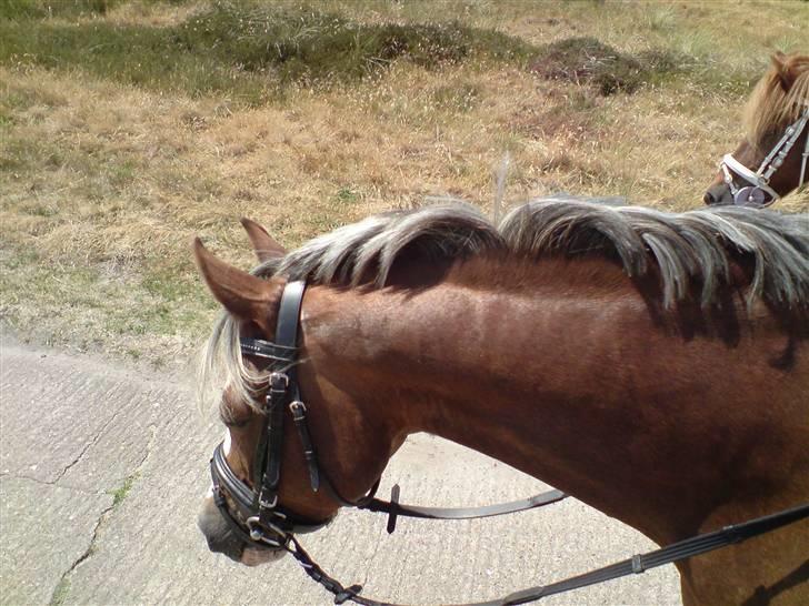 Welsh Pony (sec B) Den deel,s romeo - billede 5 billede 5