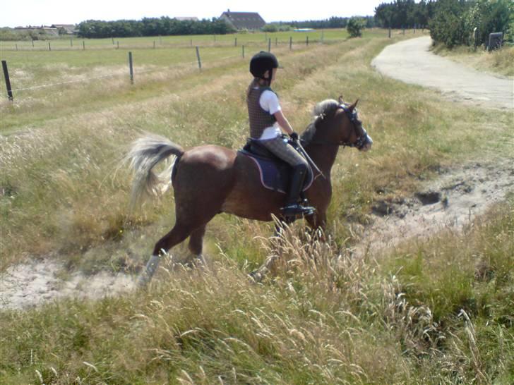 Welsh Pony (sec B) Den deel,s romeo - billede 6 billede 6