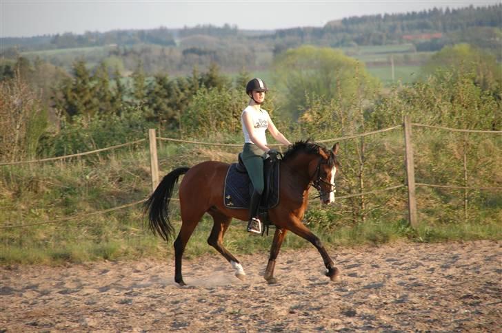 New Forest Amber - Ingen skal komme og på stå at denne dejlige pony ikk kan bruges! SÅ SMUK! billede 12