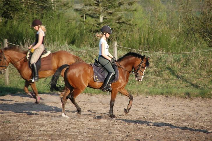 New Forest Amber - Ingen skal komme og på stå at denne dejlige pony ikk kan bruges! SÅ SMUK! billede 13