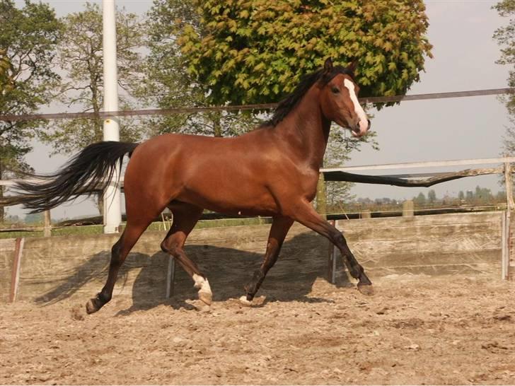 New Forest Amber - De første billeder jeg fik, så forstår man godt hvorfor jeg faldt for hende, ikk? billede 14