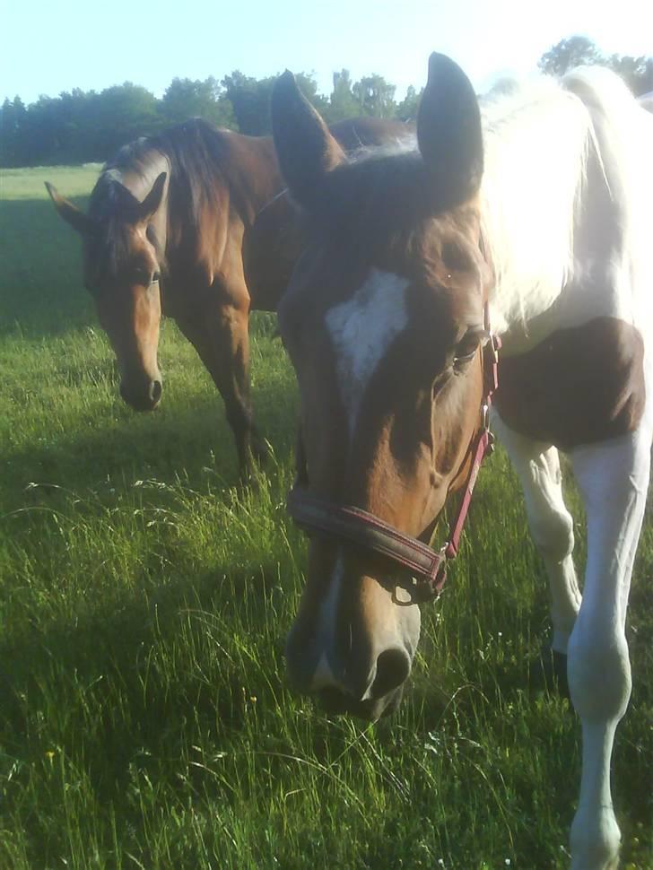 Pinto Sorenta "solgt" :* - sorenta paa sommergraes i bullerup sammen med sin veninde netzme billede 18