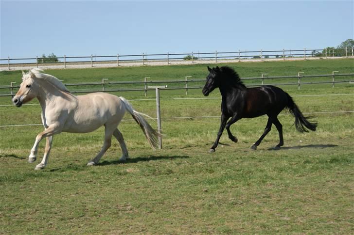 Hollandsk Sportspony Ester <3 Solgt. - 17.  De dejlige ponyer i gallop. Taget D. 29-05/09 billede 17