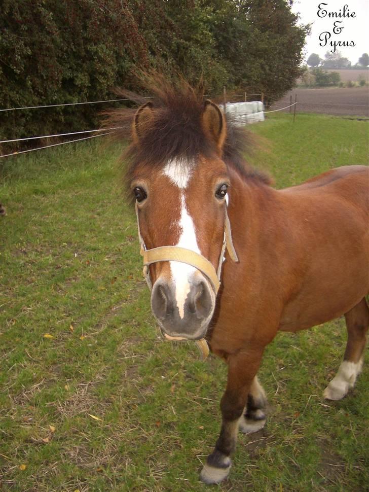 Anden særlig race Pyrus billede 9