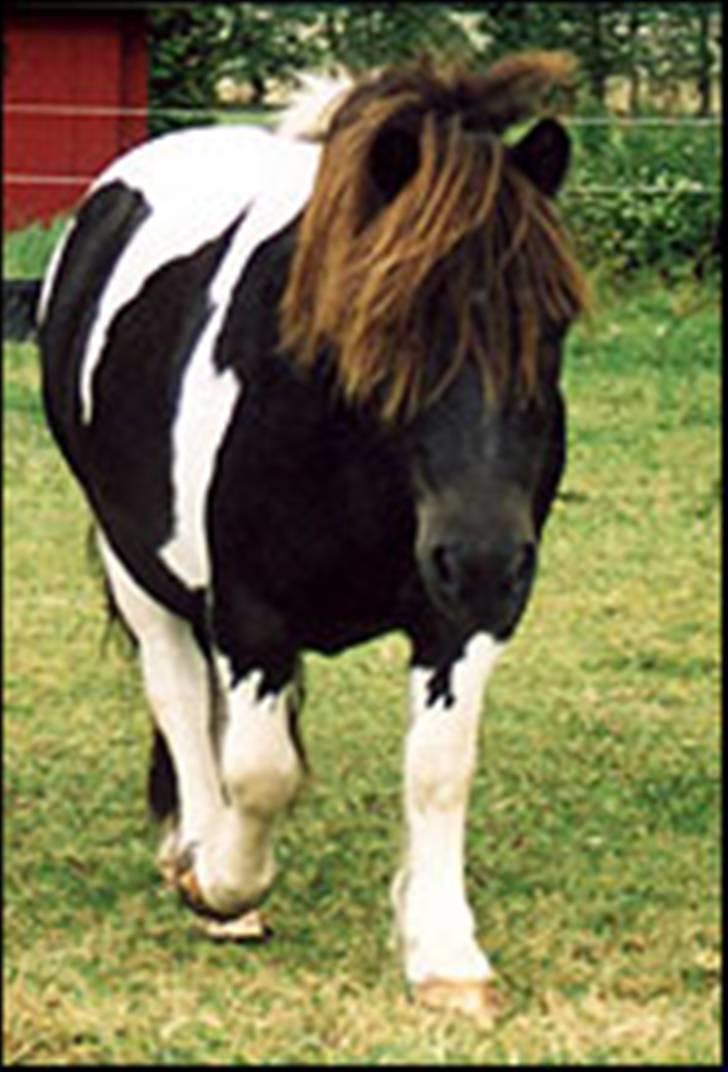 Shetlænder Bullermand billede 7