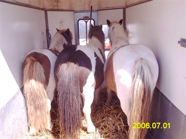 Shetlænder Bullermand - Trip-trap-træsko med buller i midten... billede 9
