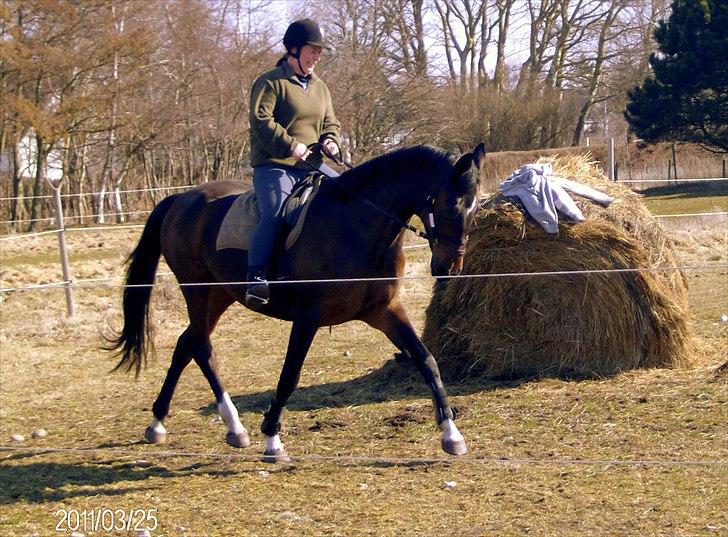 Dansk Varmblod † Pachanga(Baby) † - 27/4 11: Nu med Dually-grime og en sand stjerne! billede 19