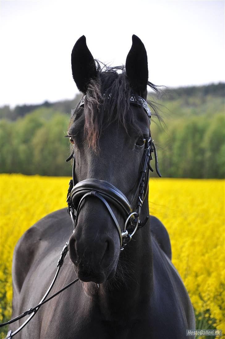 Frieser - Christa (Blackie) - Står model og viser en Döbert trense frem, som vi en gang havde :) (d. 5/5-09) billede 15