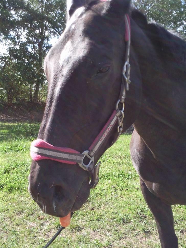 Oldenborg Spirit*RIP* - Det sidste billede der er blevet taget af Spirit Savner dig tøs. billede 6