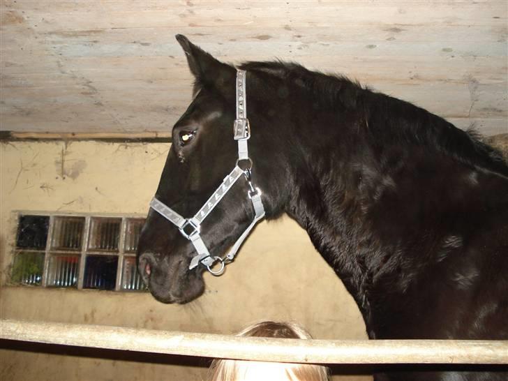 Oldenborg Spirit*RIP* - Spirit billede 7