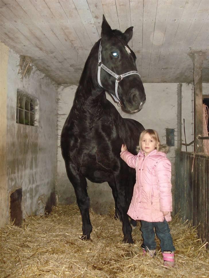 Oldenborg Spirit*RIP* - Sheila og Spirit billede 8