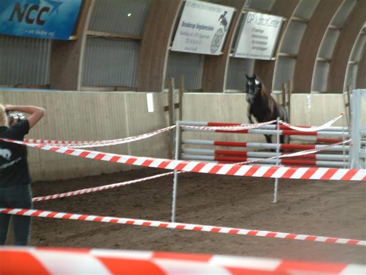 Dansk Varmblod devine RDH - hun elsker at springe og har masser gå påmod billede 9
