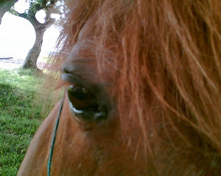 Shetlænder Fritz  billede 4