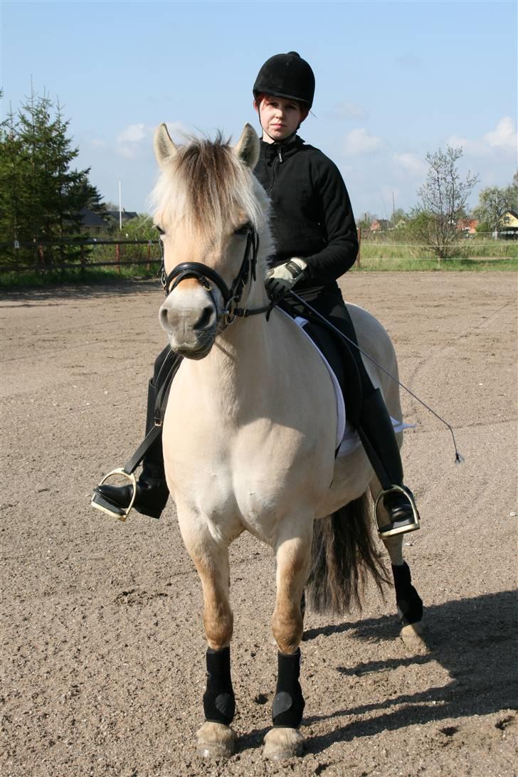 Fjordhest Freja (Tidliger Hest) - Jeg kan da godt lige smile til fotograffen :) billede 5