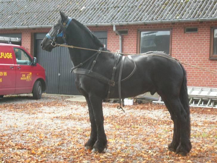 Frieser Manolito R.I.P - Manolito er under tilkørsel og mangler nu kun at komme for vogn billede 1