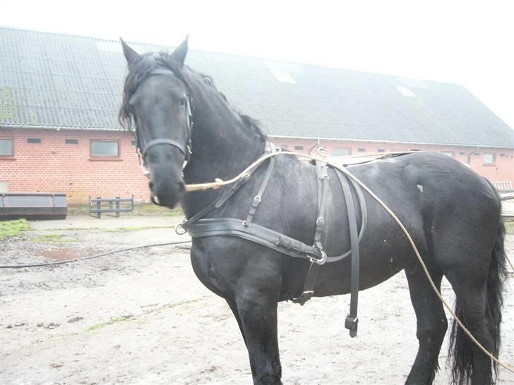 Frieser Manolito R.I.P - Mon han tænker.... Hvem er fjolset der ta´r billeder. billede 2