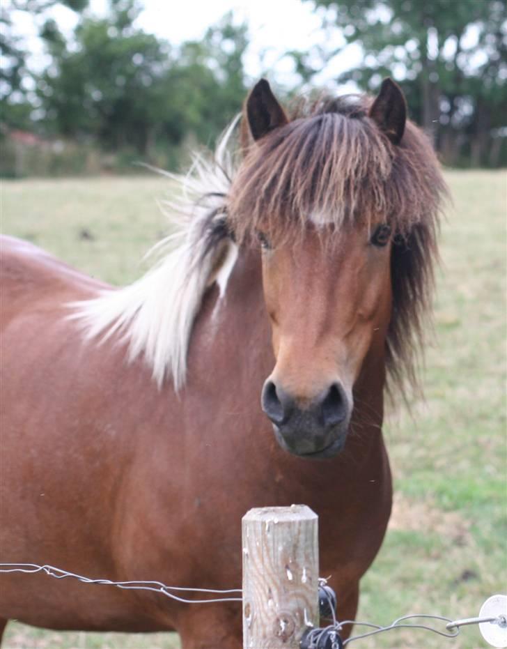 Islænder Stjarni billede 13