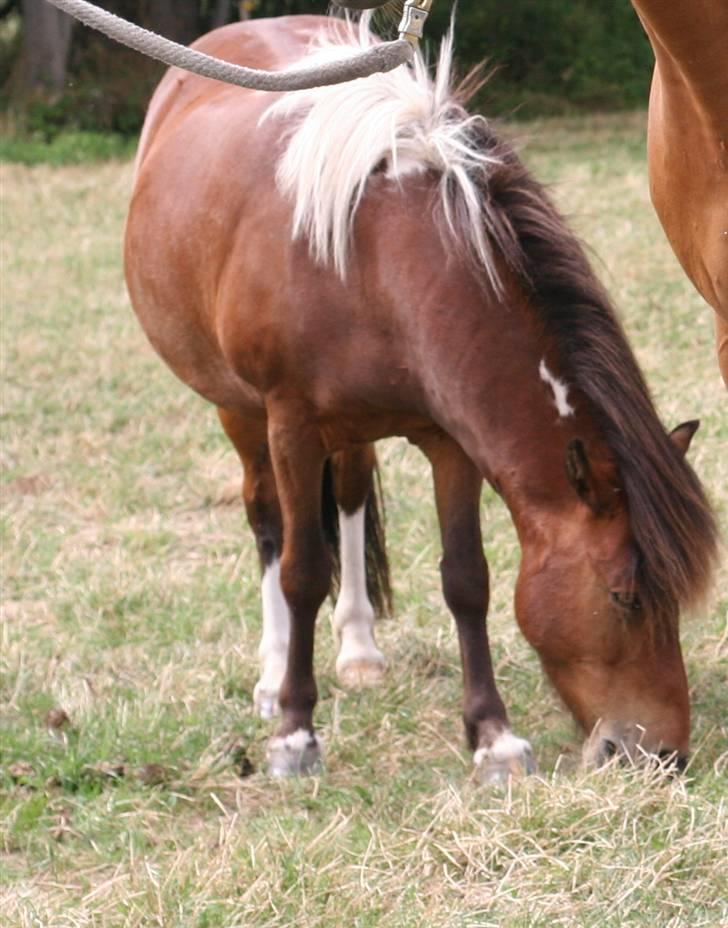 Islænder Stjarni billede 14