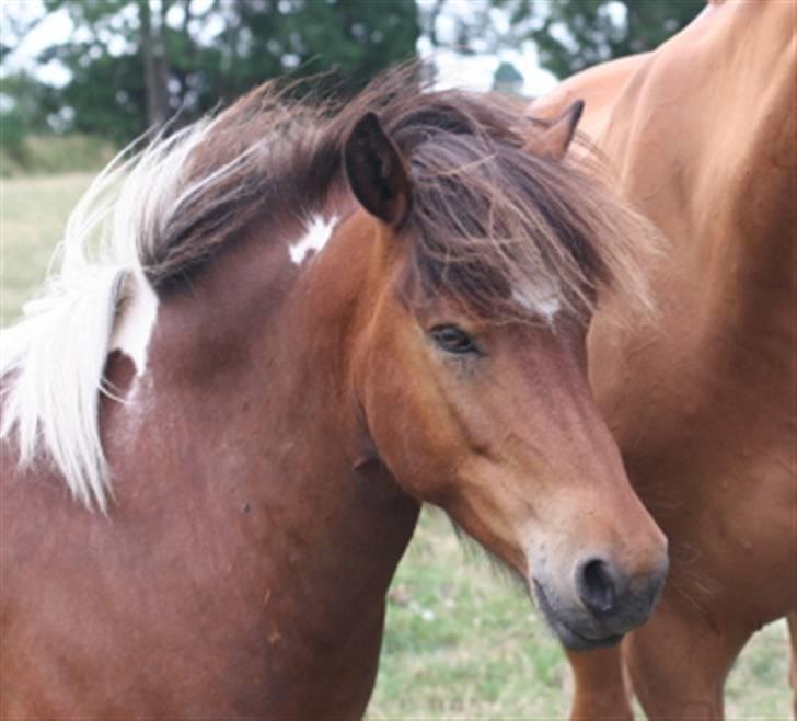 Islænder Stjarni billede 15