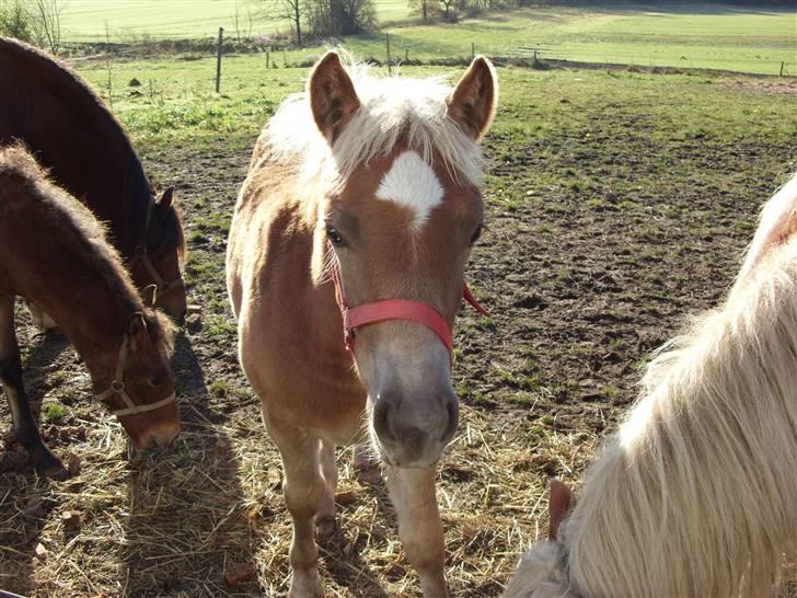 Haflinger Casia - casias føl Cawill¨ billede 8