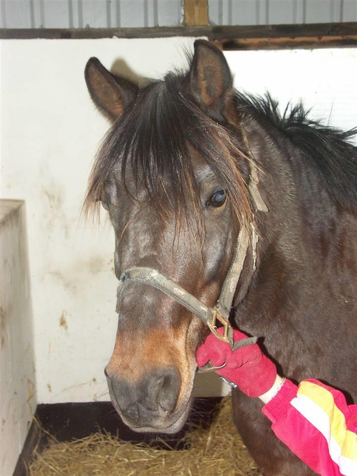 New Forest Elmholts Janeth - SOLGT - - Janeths kønne hoved:D billede 7