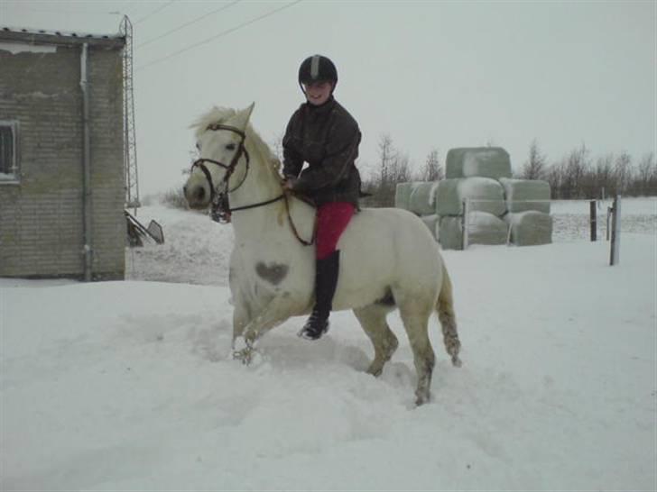 Connemara Skousboe sweet mandy SOLG billede 20