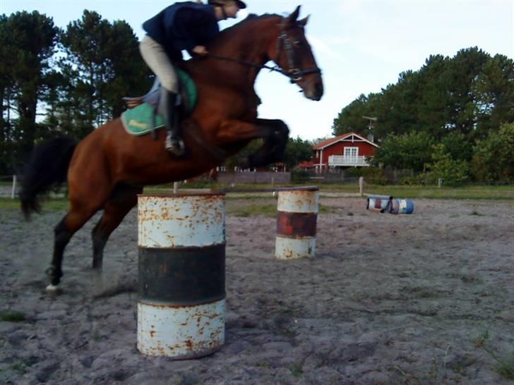 Anden særlig race Dücell - Springer 90cm. billede 1